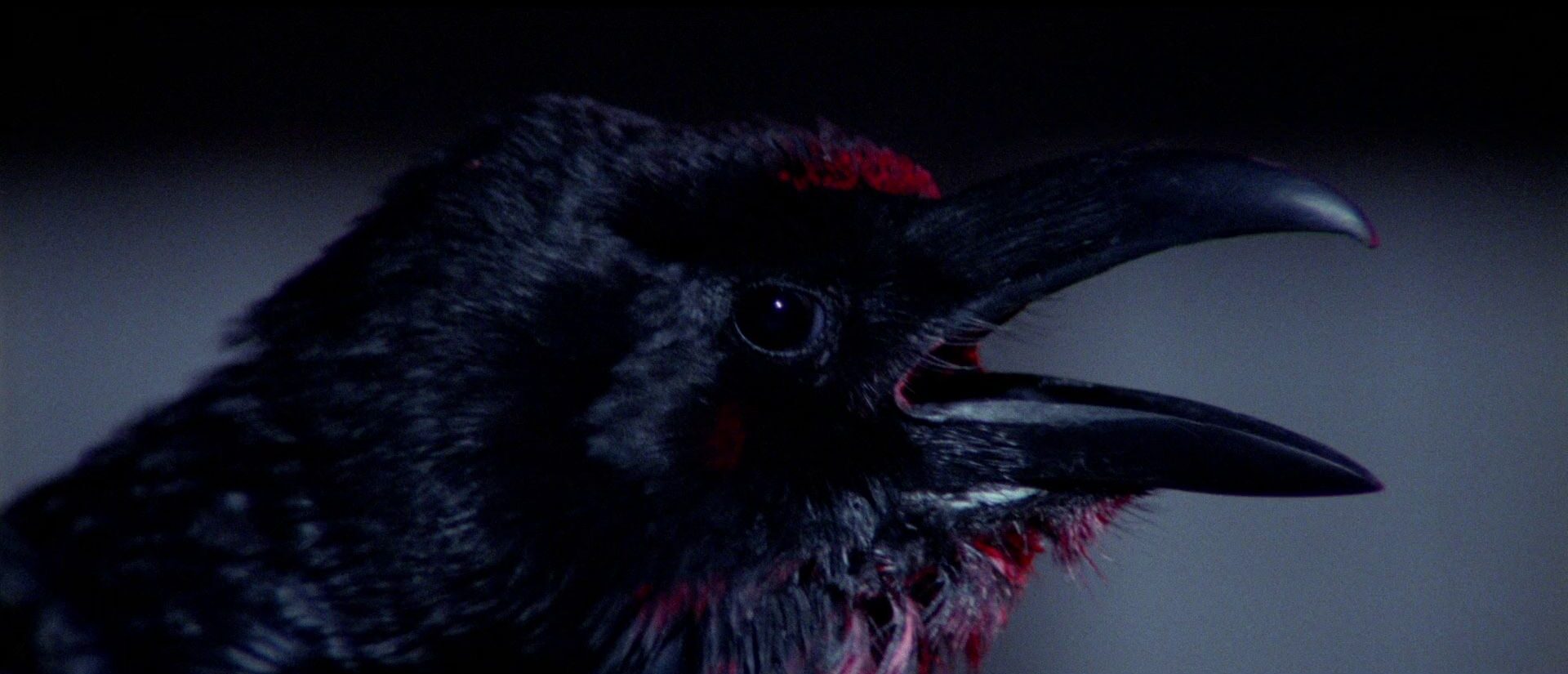 Opera di Dario Argento, un corvo