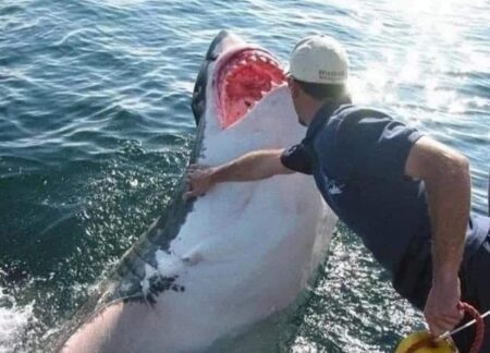 Lo squalo Cindy e il pescatore australiano