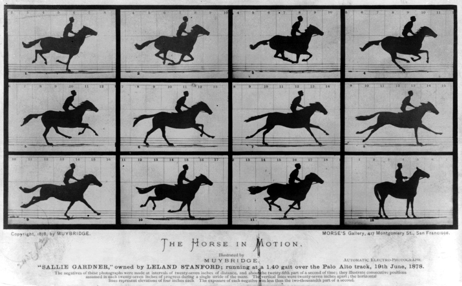 The horse in motion di muybridge