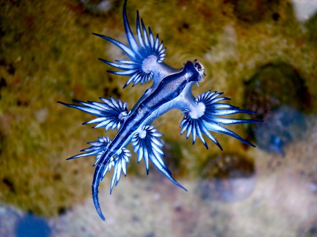 Drago Blue nel suo ambiente marino