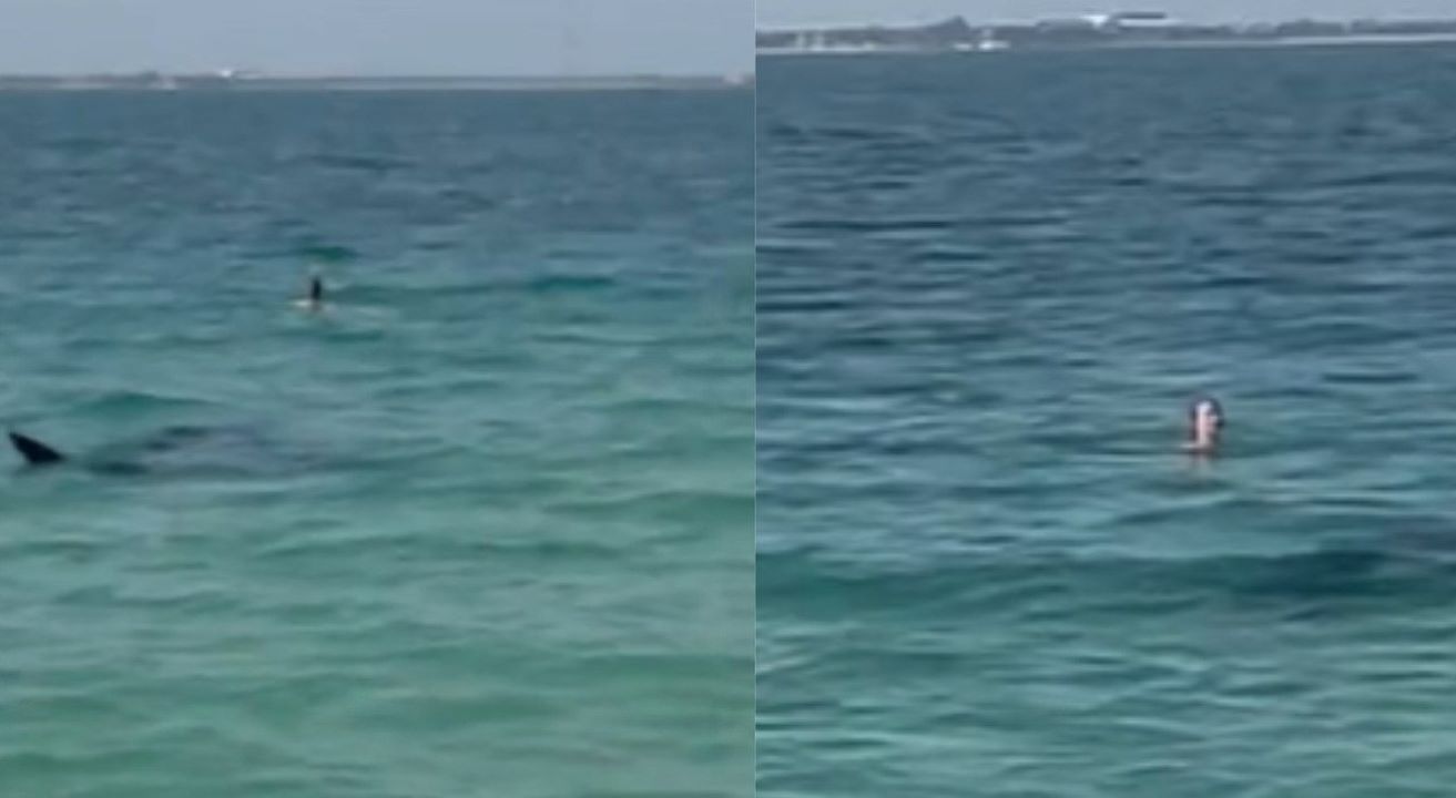 Dubai: squalo si avvicina alla riva e insegue i bagnanti (VIDEO)