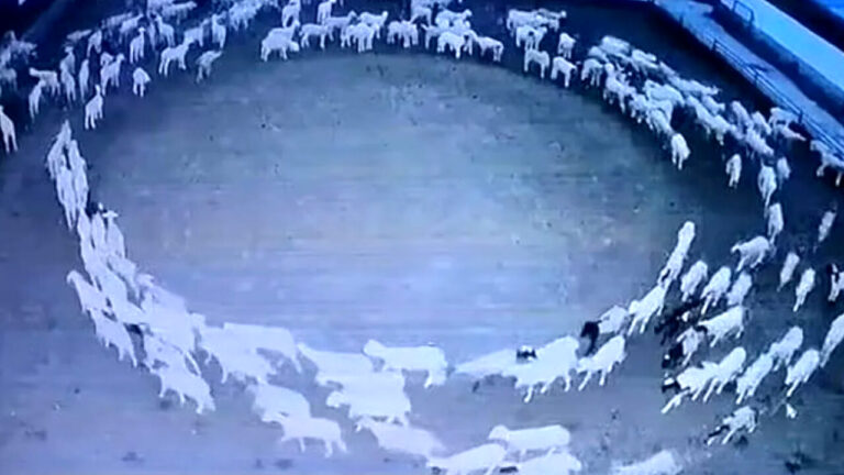 Pecore che girano in cerchio: il video dalla Mongolia è un mistero inquietante Pecore in circolo in Cina
