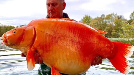 Pesce Rosso da 30 chili