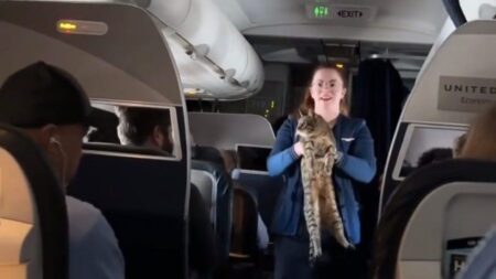 Gatto smarrito sul volo aereo