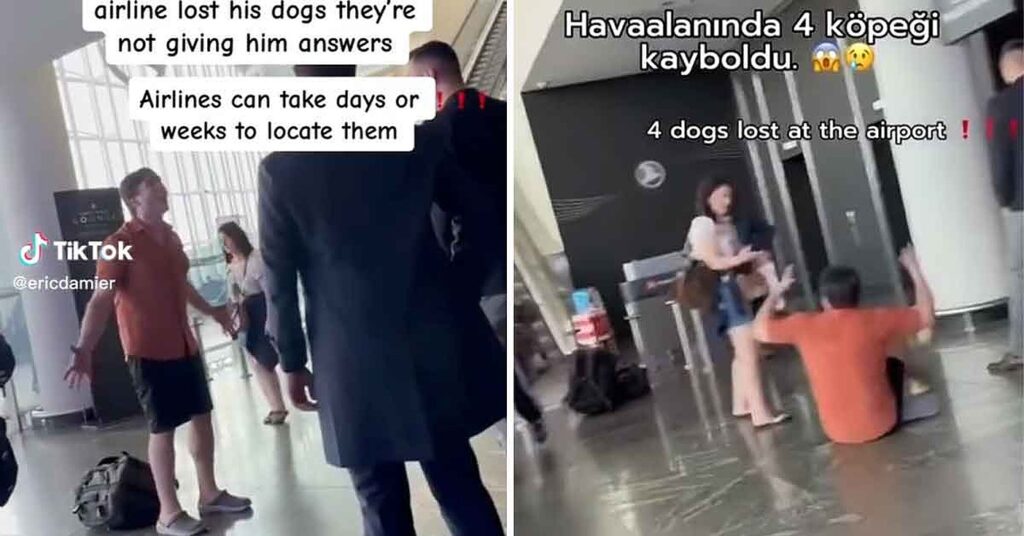 4 cani persi in aeroporto