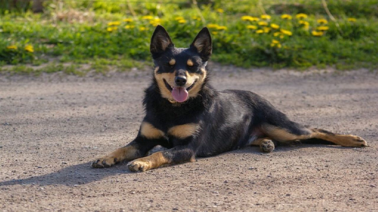 Un cane Australian Kelpie