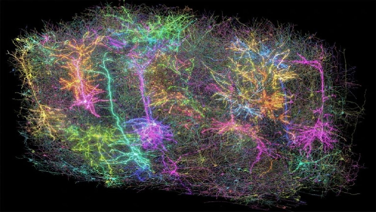 Ricostruzione 3D del cervello di un topo, fonte: Nature