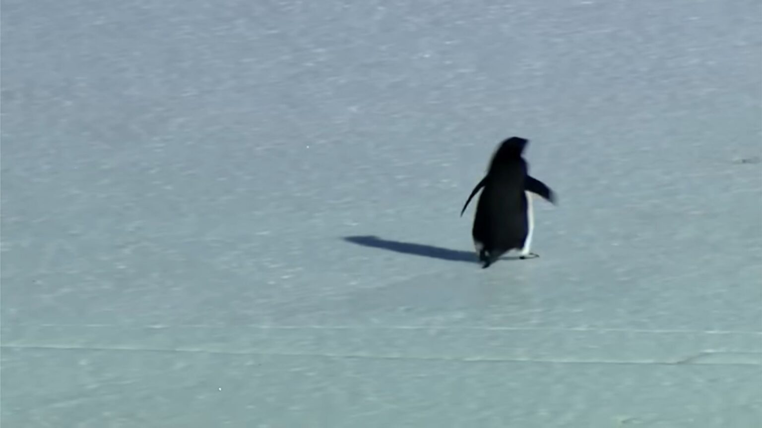 Il pinguino nichilista di Herzog