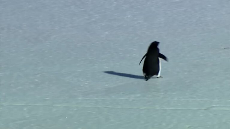 Tutti parlano del pinguino nichilista diventato un meme, ma la verità raccontata da Herzog è un’altra (e ha sconvolto il web) Il pinguino nichilista di Herzog