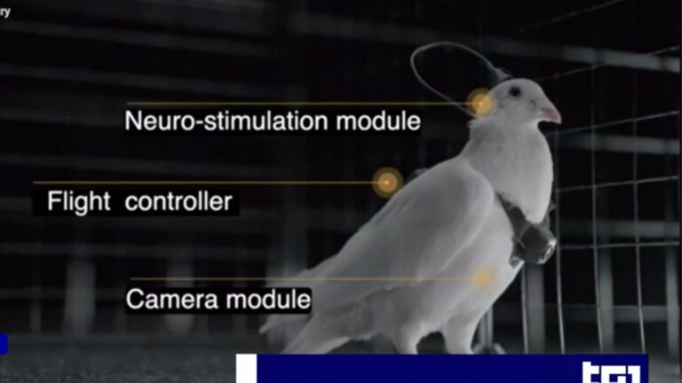 piccioni-droni russi