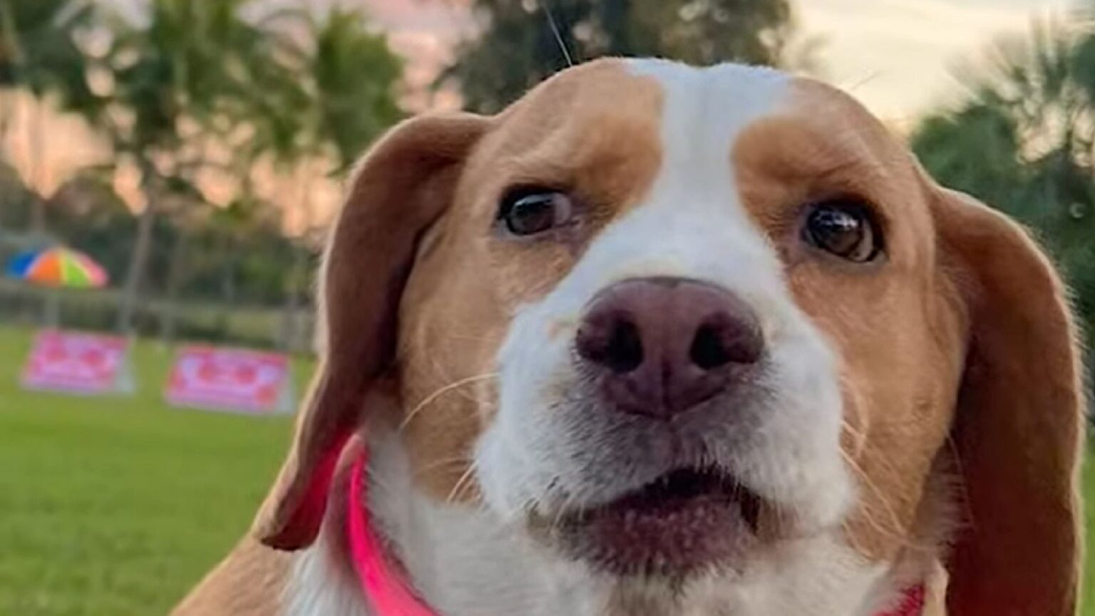 Bigmootoo il cane dei meme