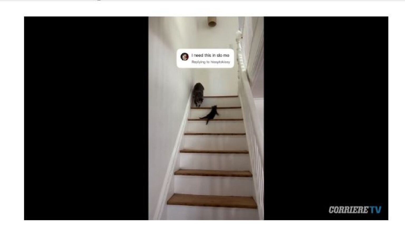 Mamma gatta e il suo gattino - Corriere TV