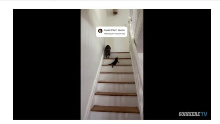 Mamma gatta spinge il cucciolo giù dalle scale per insegnargli a scendere: il video è virale Mamma gatta e il suo gattino - Corriere TV