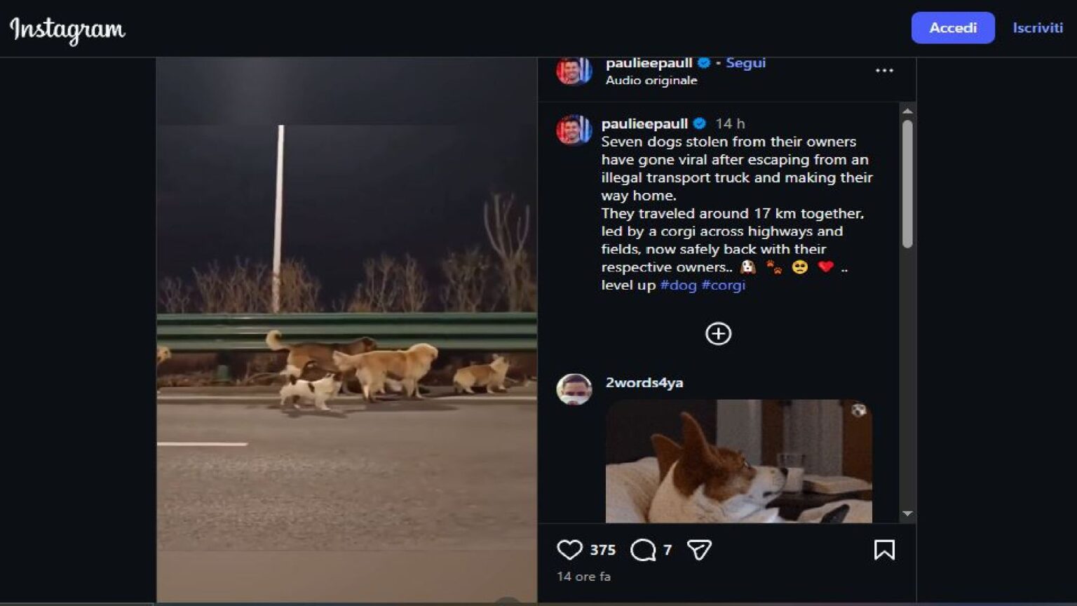 Cani rubati in Cina - Instagram