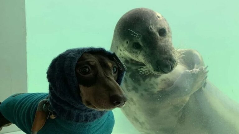 Il bassotto Stanley e la sua amica foca