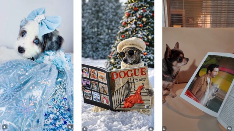 Cani in copertina come modelle: Vogue fa causa alla rivista “Dogue” e il web si divide La rivista Dogue