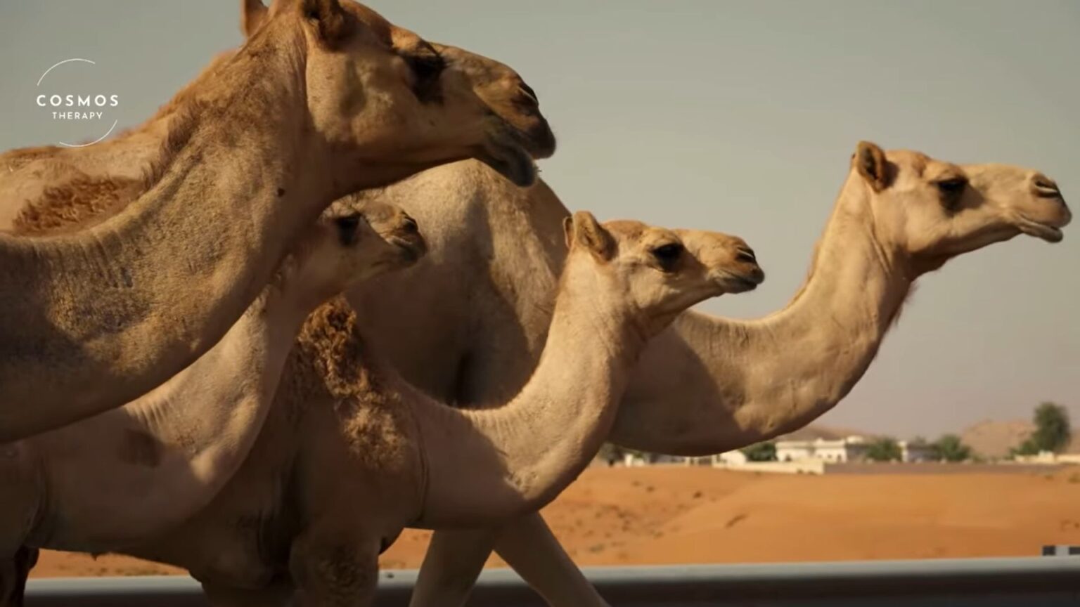 Cammelli squalificati da un concorso di bellezza per botox