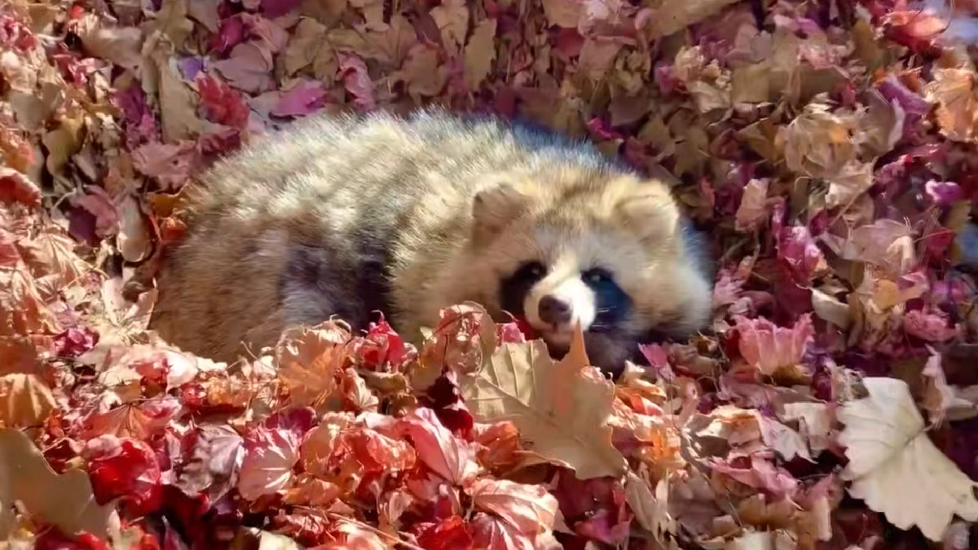 sembra un procione ma 232 un cane scopri il tanuki che sta conquistando il web ed 232 virale sui social da Screenworld.it sembra un procione ma 232 un cane scopri il tanuki che sta conquistando il web ed 232 virale sui social