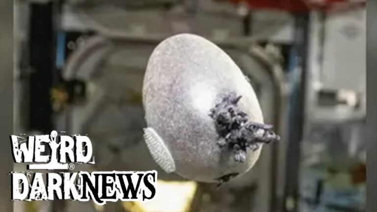 La patata “Spudnik-1”