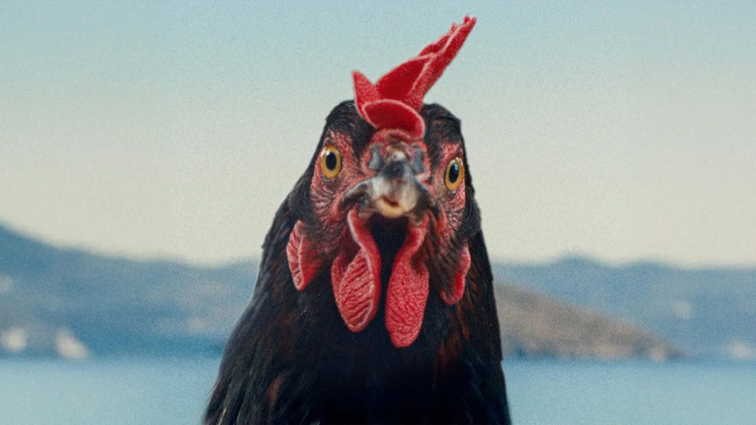 Hen – Storia di una gallina: vita, piume e libertà Una scena di Hen - Storia di una gallina