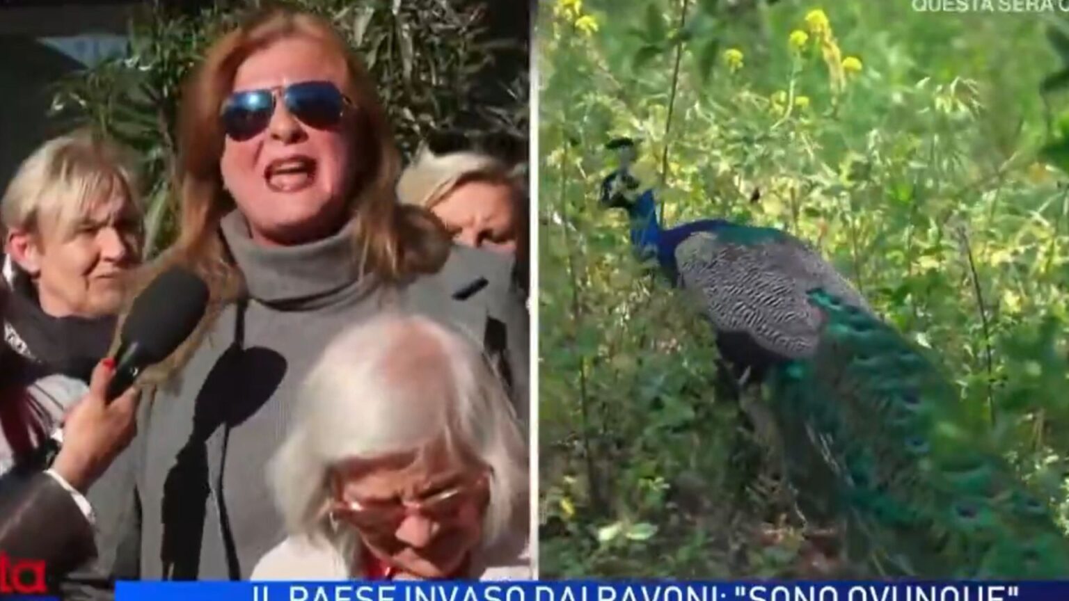 Il servizio de La Vita in diretta sui pavoni diventato virale